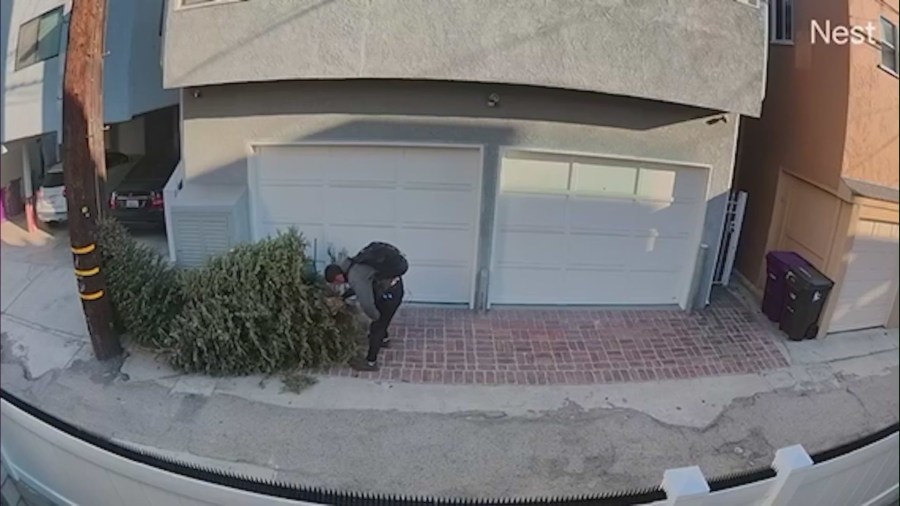 Arsonist seen setting a Christmas tree on fire in a Long Beach neighborhood on Jan. 12, 2024. (KTLA)