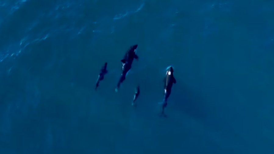 Killer Whales