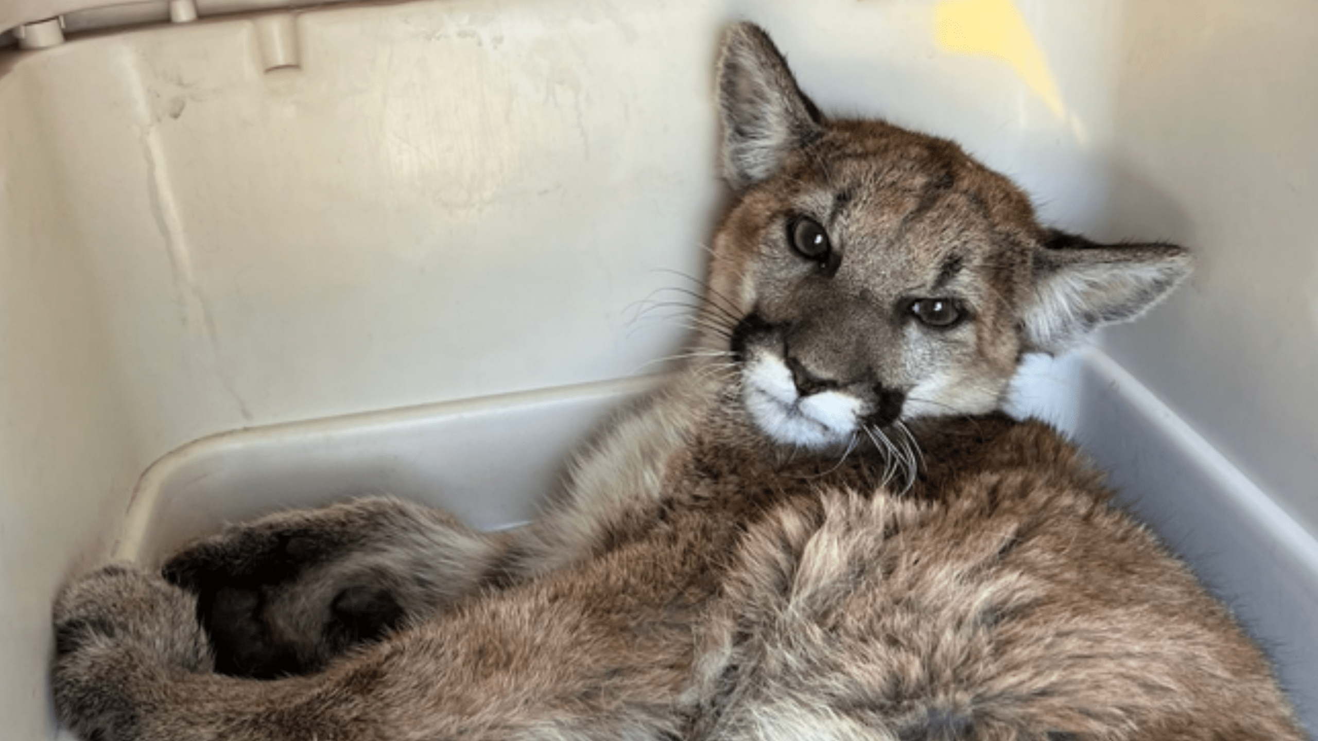 A mountain lion recovers after being struck by a car in Simi Valley. (San Diego Humane Society)