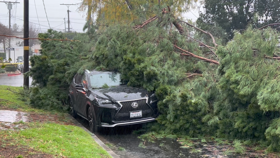 Video captures massive tree take our cars, power lines in Valley Glen