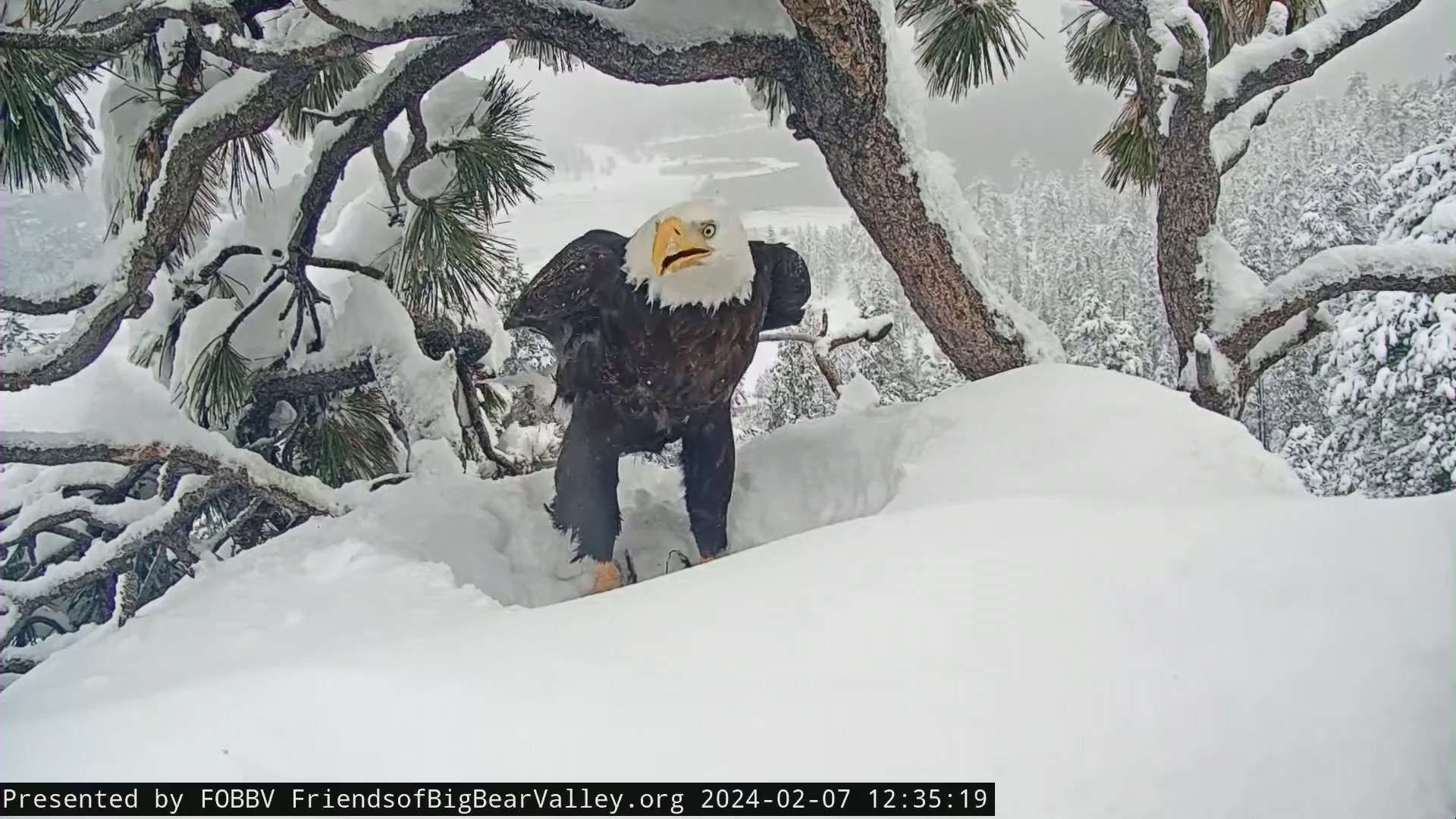 Live nest cam: Bald eagles Jackie and Shadow await three hatchlings