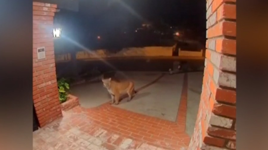 Mountain lion spotted Southern California resident's doorstep