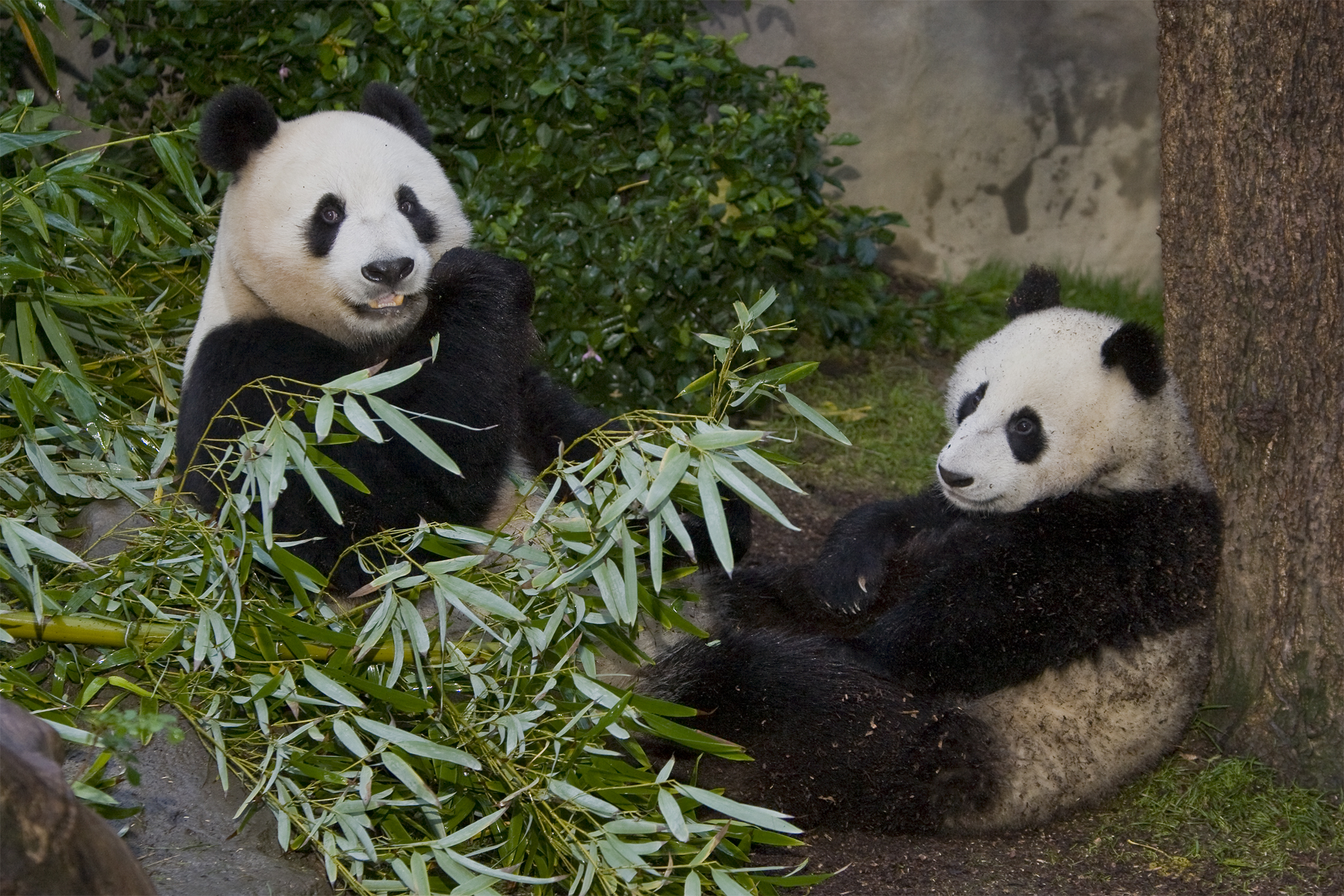 The San Diego Zoo is preparing for the possible return of giant pandas.