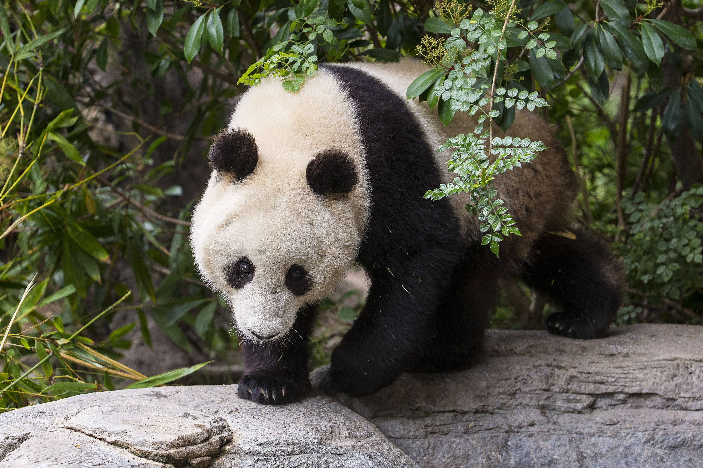 The San Diego Zoo is preparing for the possible return of giant pandas.