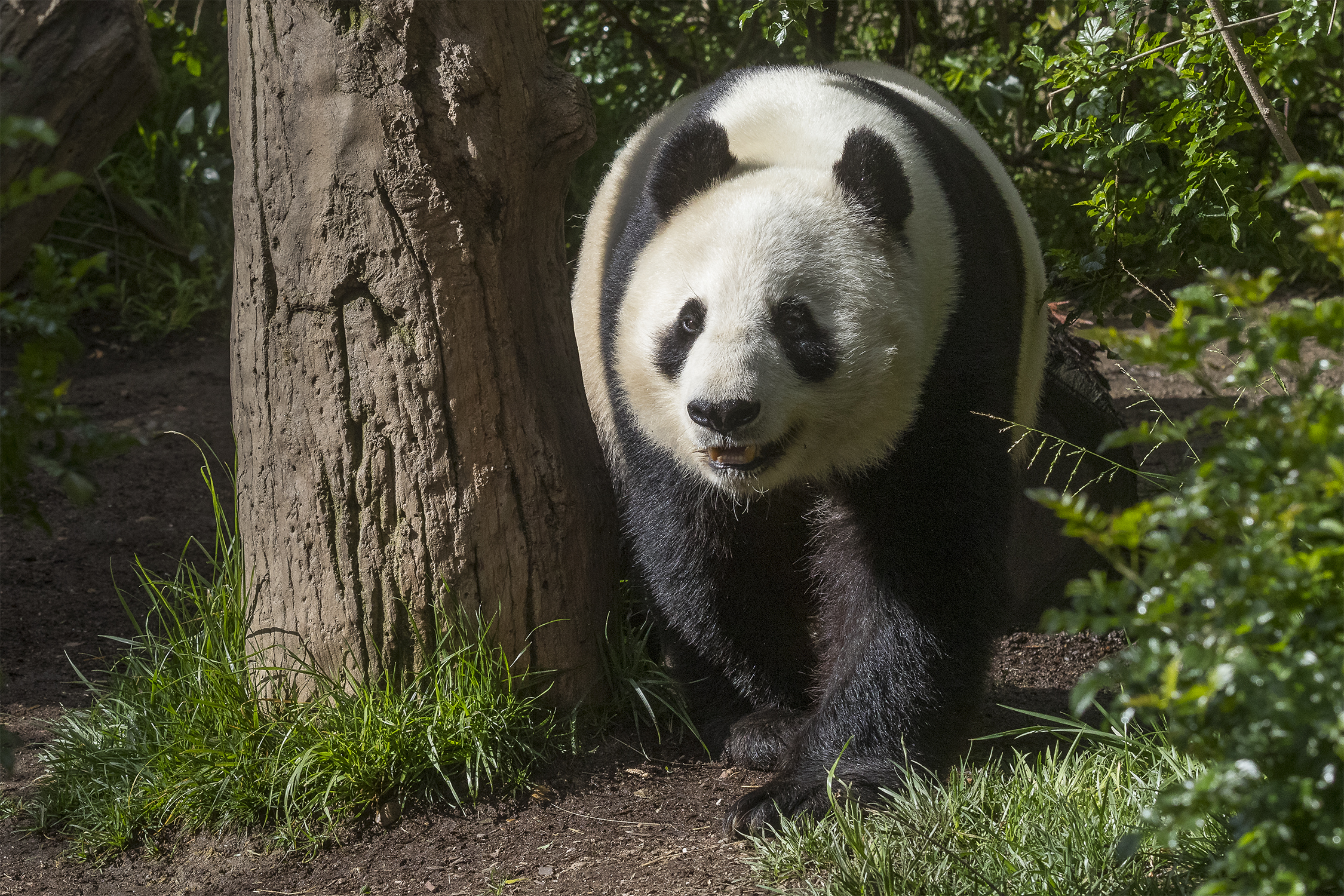 The San Diego Zoo is preparing for the possible return of giant pandas.