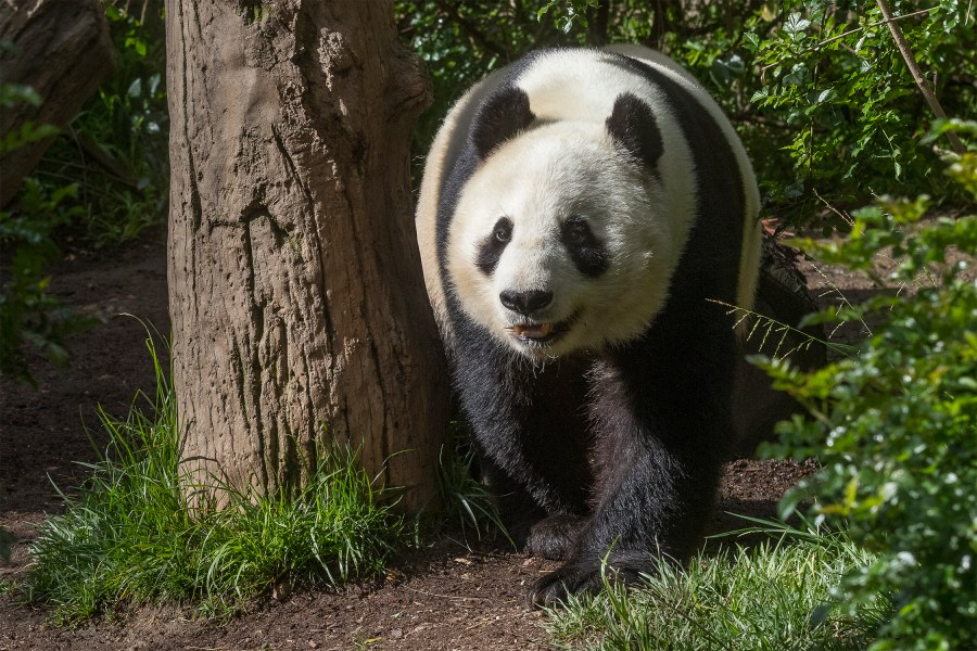 The San Diego Zoo is preparing for the possible return of giant pandas. 