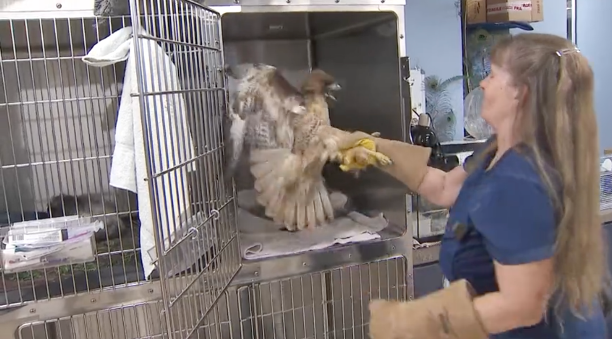 Red-tail hawk found wounded by pellet-gun fire in Pasadena