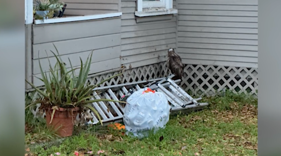 Red-tail hawk found wounded by pellet-gun fire in Pasadena