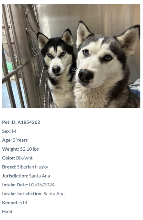 Two of the dogs taken in by OC Animal Care during winter storms in February 2024. (OC Animal Care)