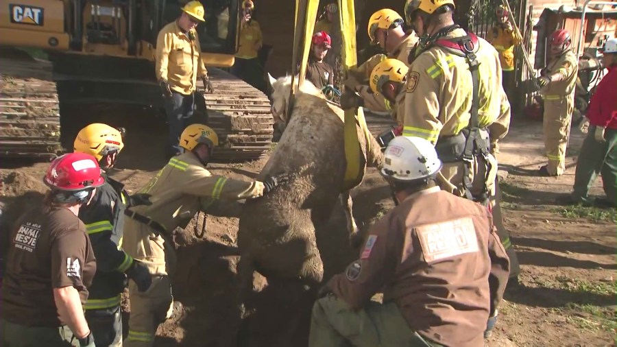 Fire crews worked to rescue a 1,200-pound horse named Lucky that had been swallowed by a sinkhole in Lake View Terrace on Feb. 21, 2024. (KTLA)