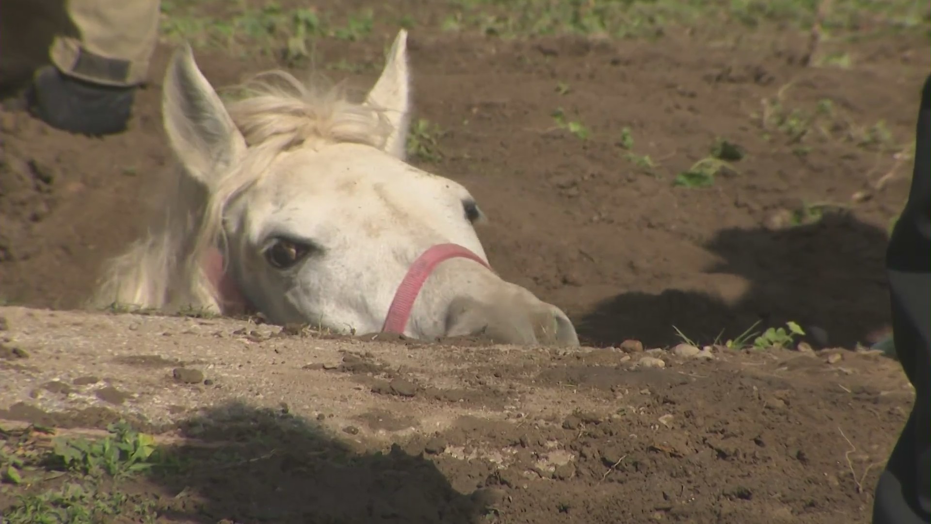 Fire crews worked to rescue a 1,200-pound horse named Lucky that had been swallowed by a sinkhole in Lake View Terrace on Feb. 21, 2024. (KTLA)