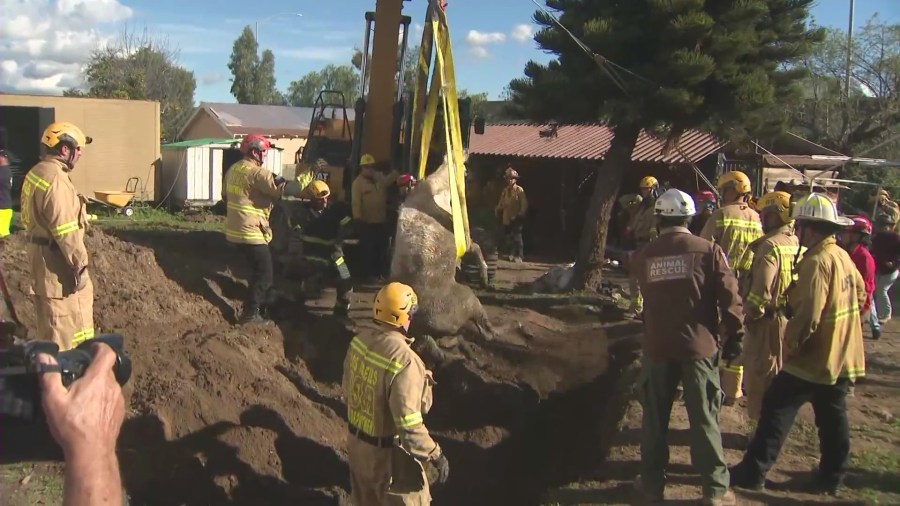 Fire crews worked to rescue a 1,200-pound horse named Lucky that had been swallowed by a sinkhole in Lake View Terrace on Feb. 21, 2024. (KTLA)