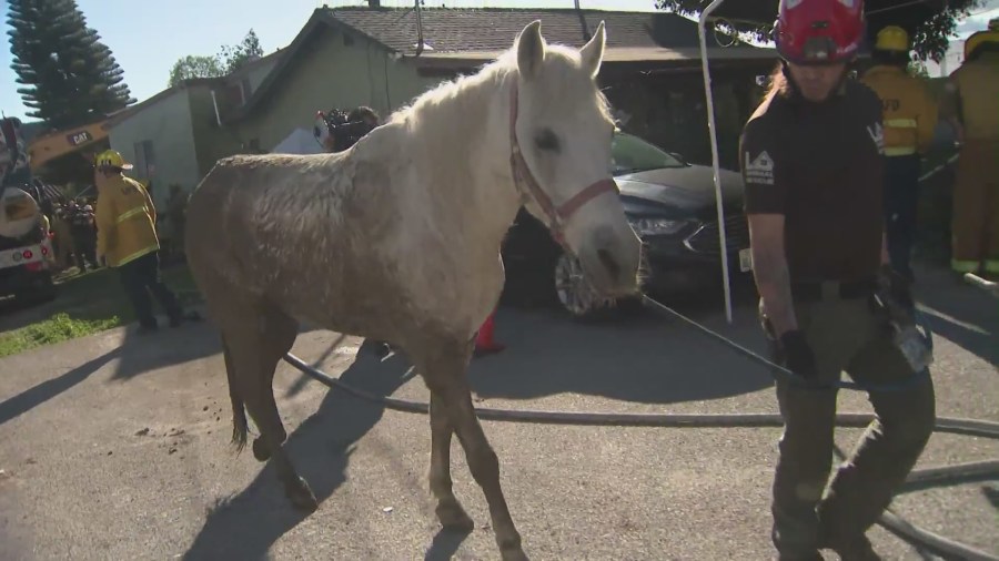 Lucky was uninjured after being rescued from a sinkhole on Feb. 21, 2024. (KTLA)