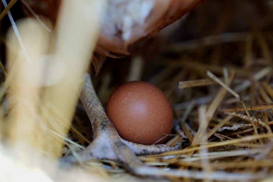 File - A hen stands next to an egg, Jan. 10, 2023, at a farm in Glenview, Ill. Egg prices are at near-historic highs in many parts of the world as the spring holidays approach, reflecting a market scrambled by disease, high demand and growing costs for farmers.(AP Photo/Erin Hooley, File)