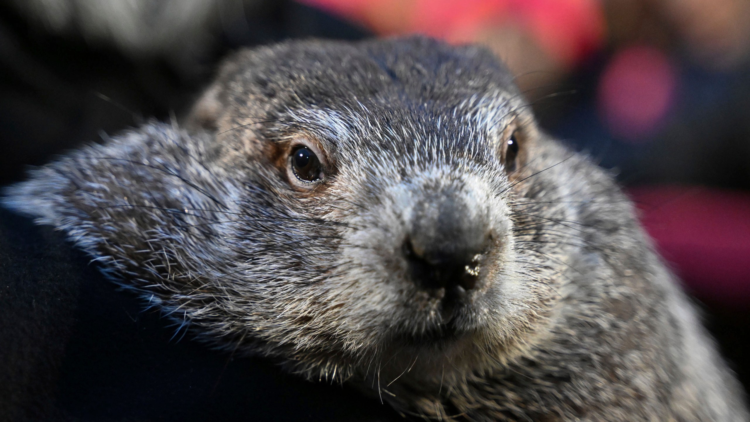 FILE - Groundhog Club handler A.J. Dereume holds Punxsutawney Phil, the weather prognosticating groundhog, during the 138th celebration of Groundhog Day on Gobbler's Knob in Punxsutawney, Pa., Friday, Feb. 2, 2024. The Punxsutawney Groundhog Club announced that Phil and his wife Phyliss, have become parents of two groundhog babies on Wednesday, March 27. Phil is credited by many with predicting whether an early spring is coming based on whether he sees his shadow on Feb. 2 each year. (AP Photo/Barry Reeger, File)