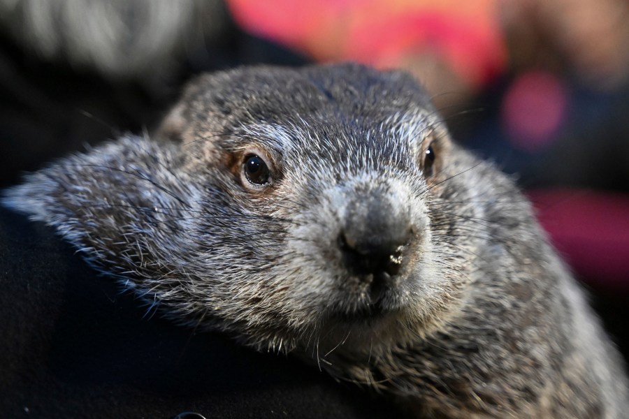 FILE - Groundhog Club handler A.J. Dereume holds Punxsutawney Phil, the weather prognosticating groundhog, during the 138th celebration of Groundhog Day on Gobbler's Knob in Punxsutawney, Pa., Friday, Feb. 2, 2024. The Punxsutawney Groundhog Club announced that Phil and his wife Phyliss, have become parents of two groundhog babies on Wednesday, March 27. Phil is credited by many with predicting whether an early spring is coming based on whether he sees his shadow on Feb. 2 each year. (AP Photo/Barry Reeger, File)