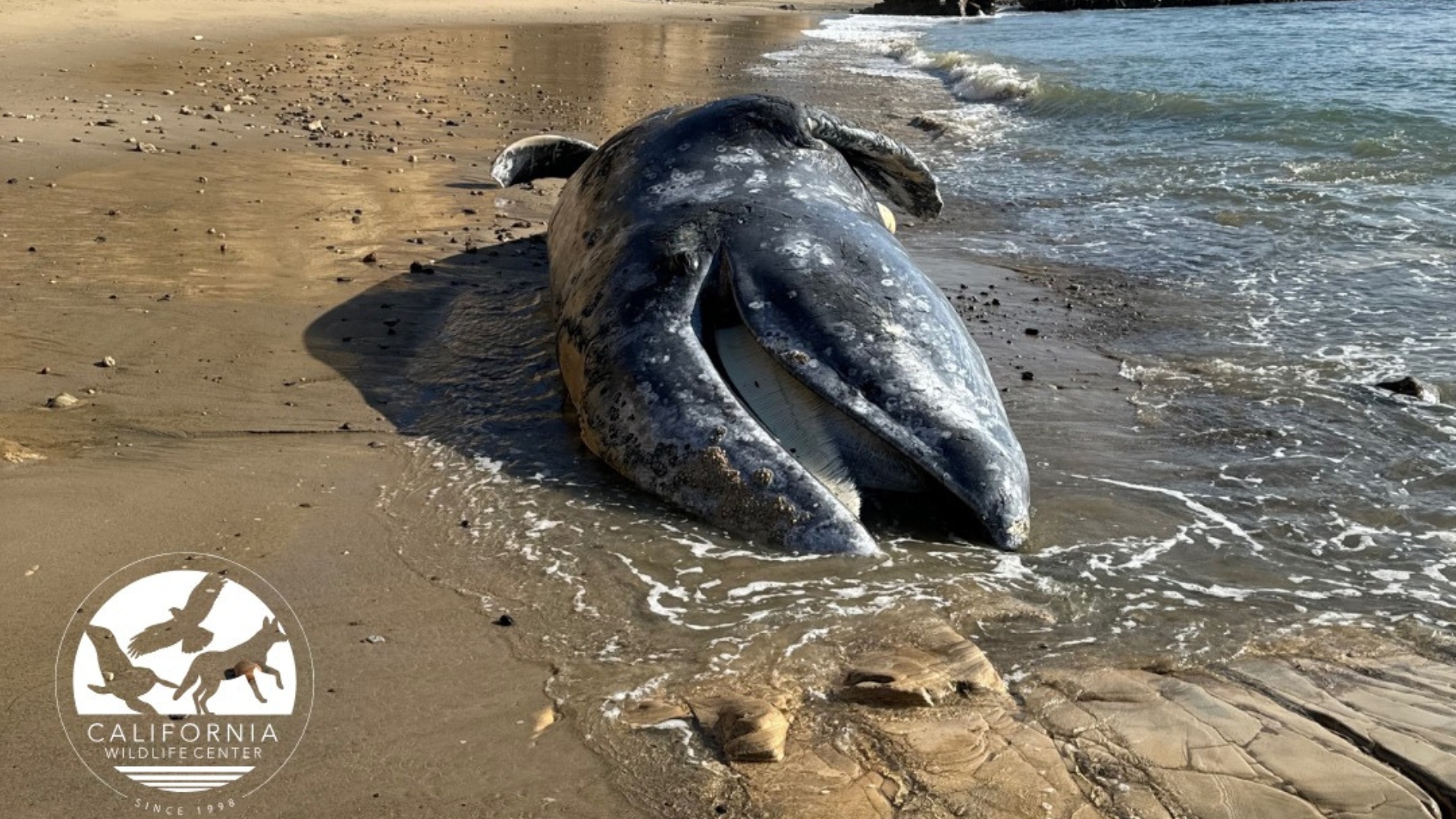 Gray whale washes ashore on Southern California beach