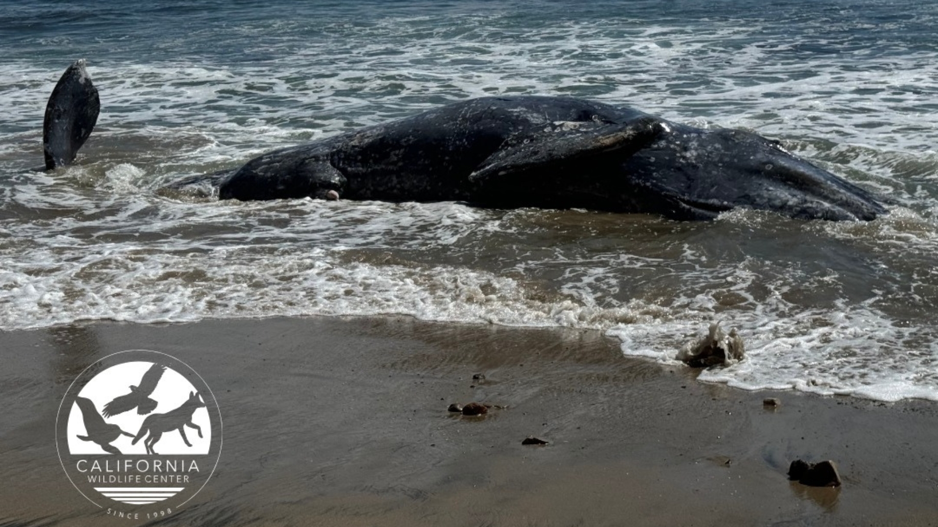 Gray whale washes ashore on Southern California beach