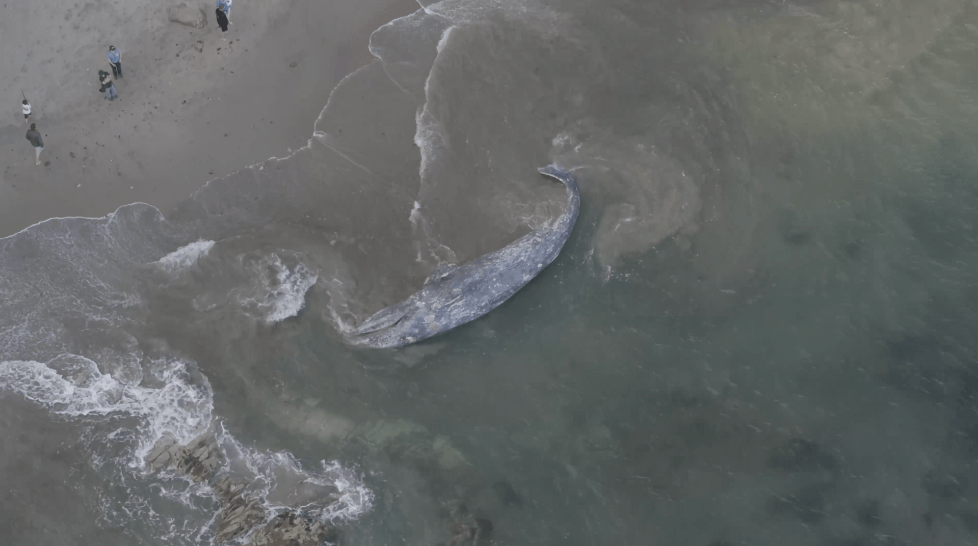 Gray whale washes ashore on Southern California beach