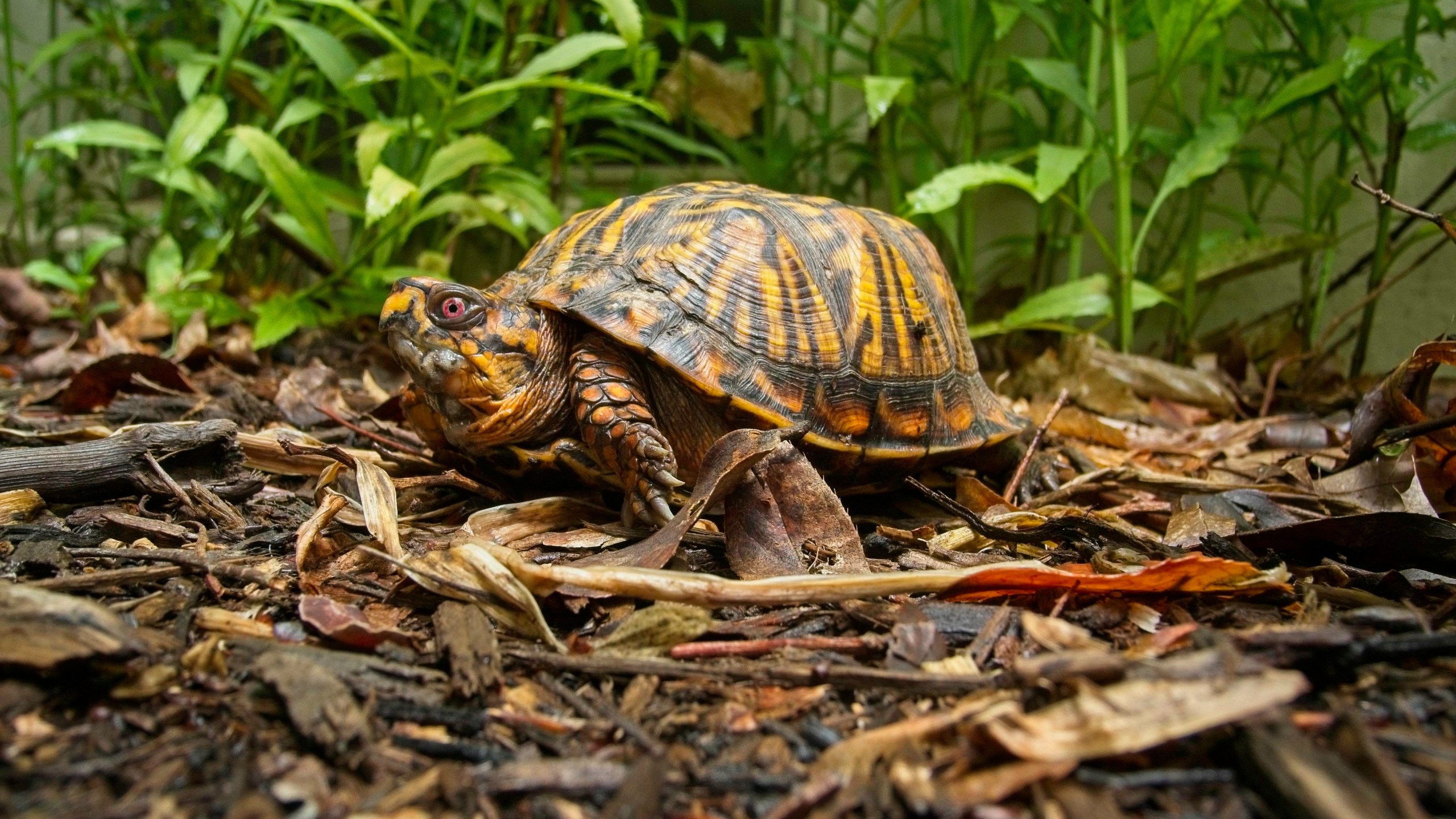 Box Turtle