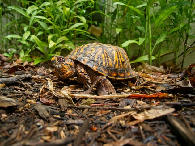 Box Turtle