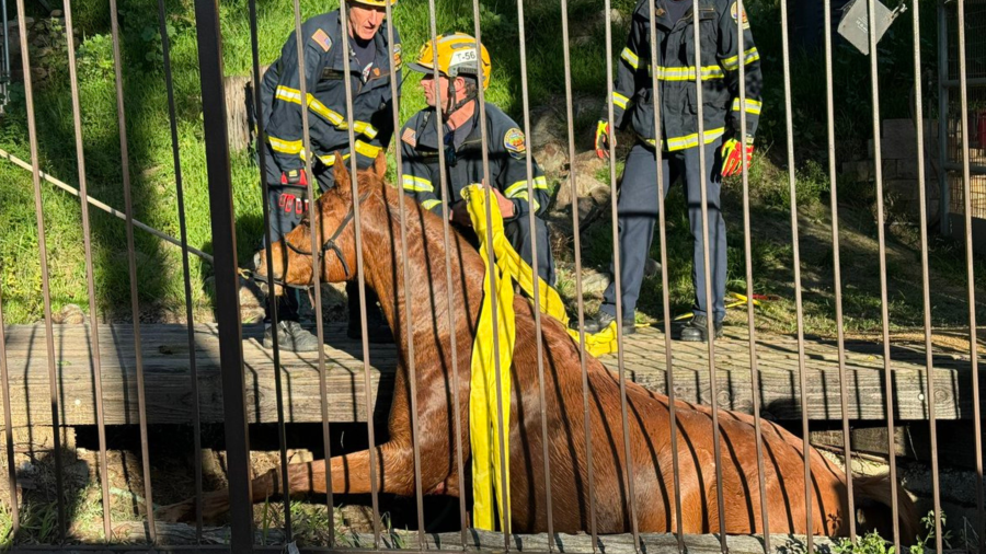 Firefighters help a horse that got stuck in a ditch in Laguna Niguel on March 12, 2024.