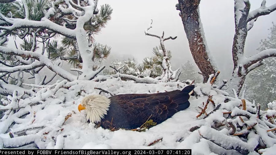 Jackie and Shadow’s nest is seen in an image taken from a live feed on March 7, 2024.