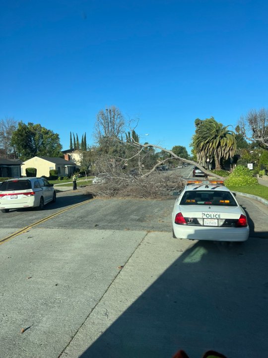 A downed tree is seen in Pasadena on March 14, 2024.