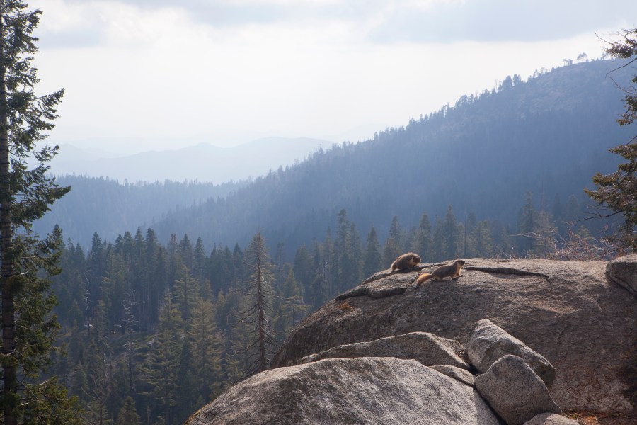 Wolverine California