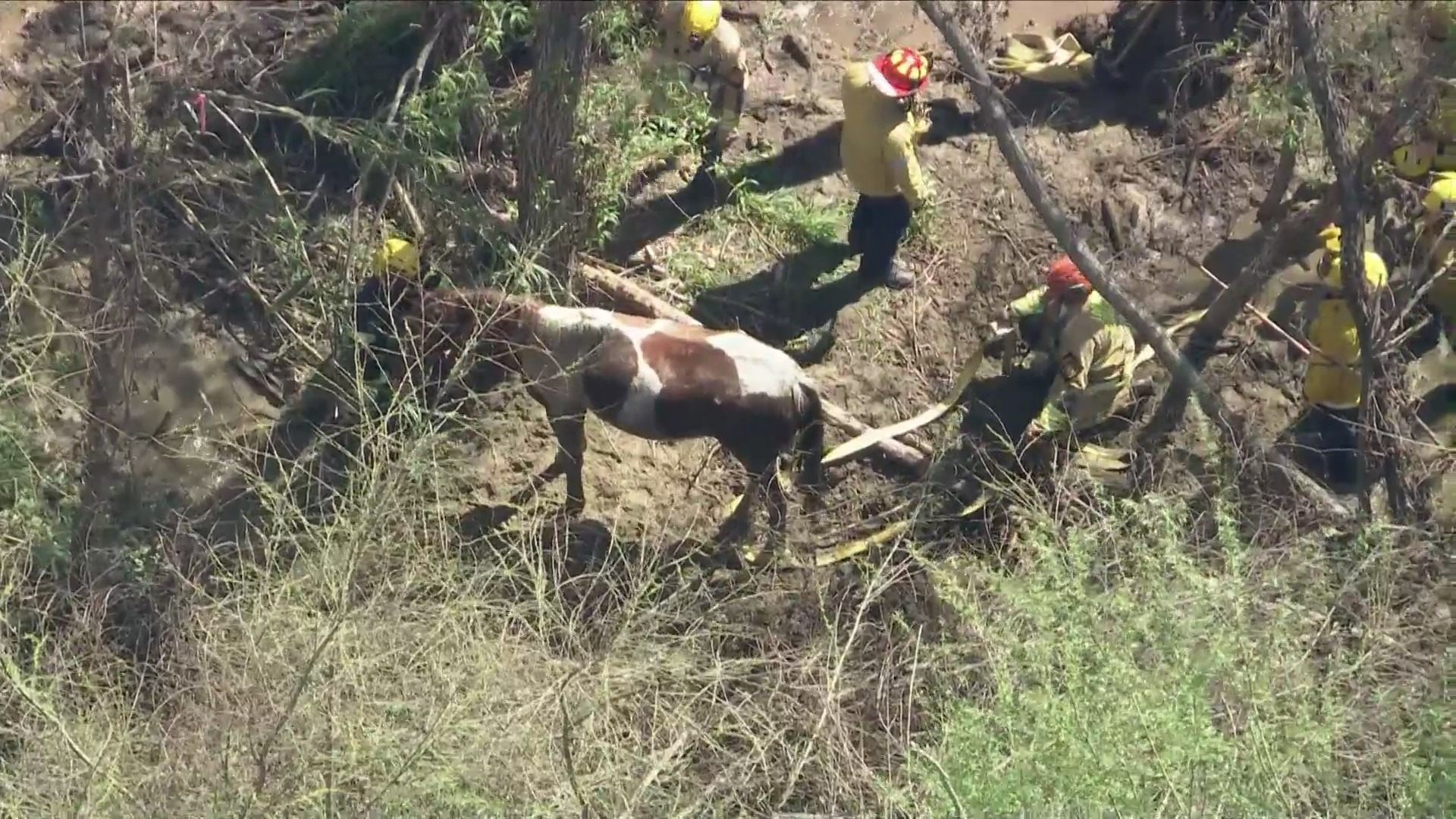 Shadow Hills horse freed