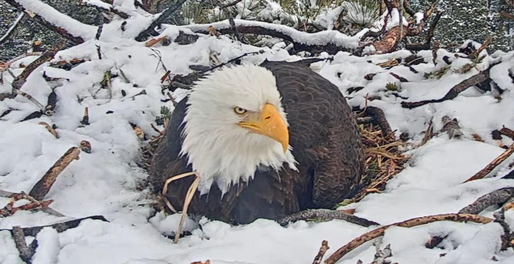 Bald Eagle Eggs