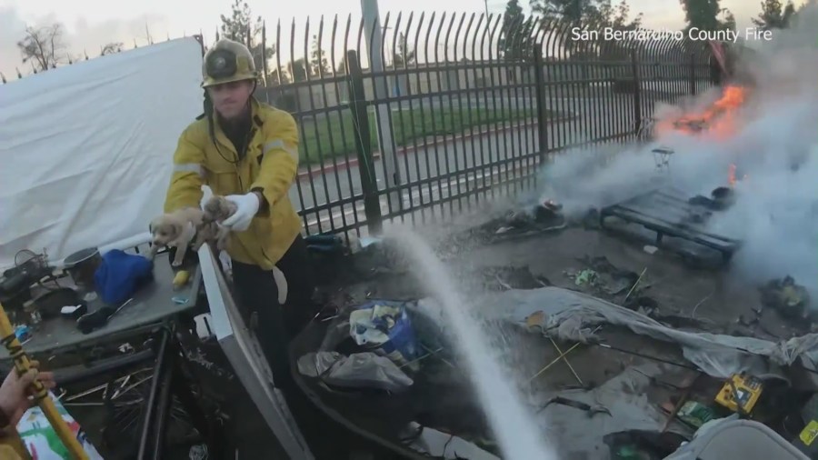 A litter of puppies was rescued from an encampment fire in San Bernardino on Feb. 29, 2024. (San Bernardino County Fire Department)