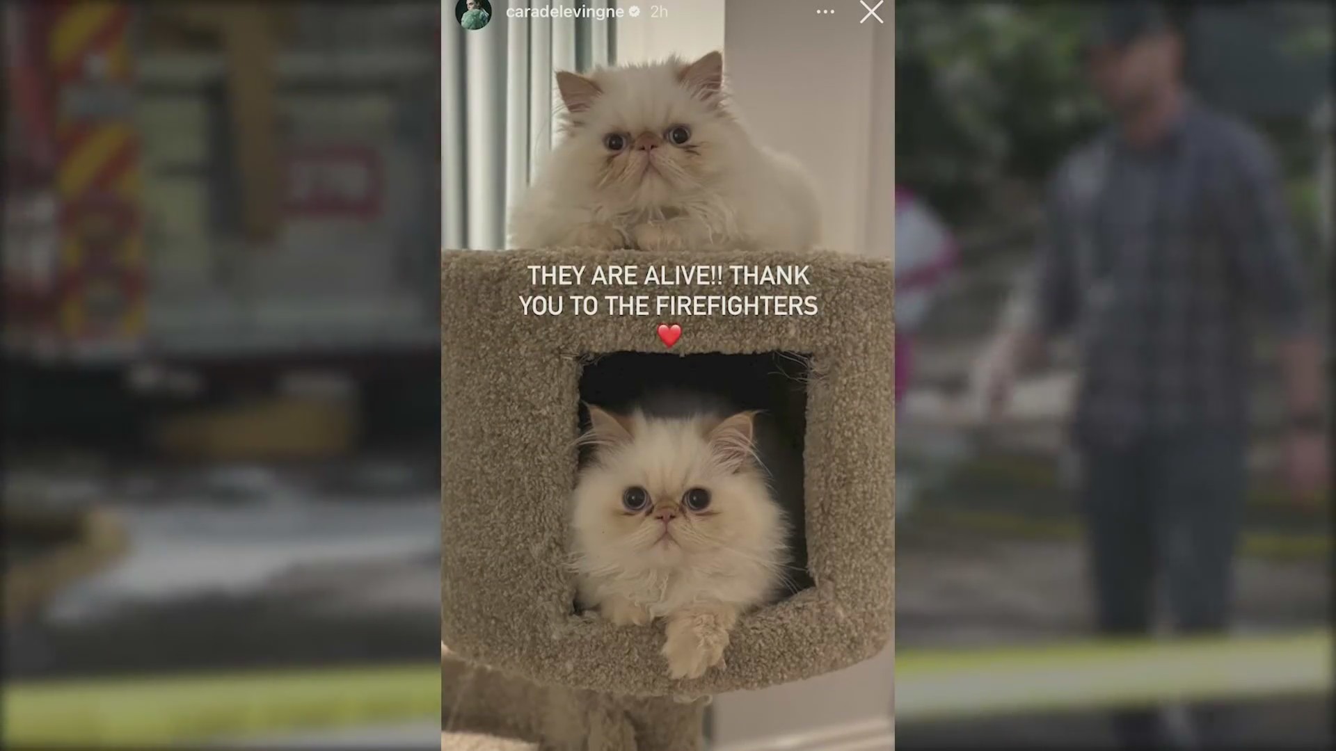 Cara Delevingne's two cats were saved from the fire on March 15, 2024. (Cara Delevingne)