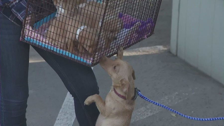 The litter was reunite with worried mother, Alexa on March 1, 2024. (KTLA)