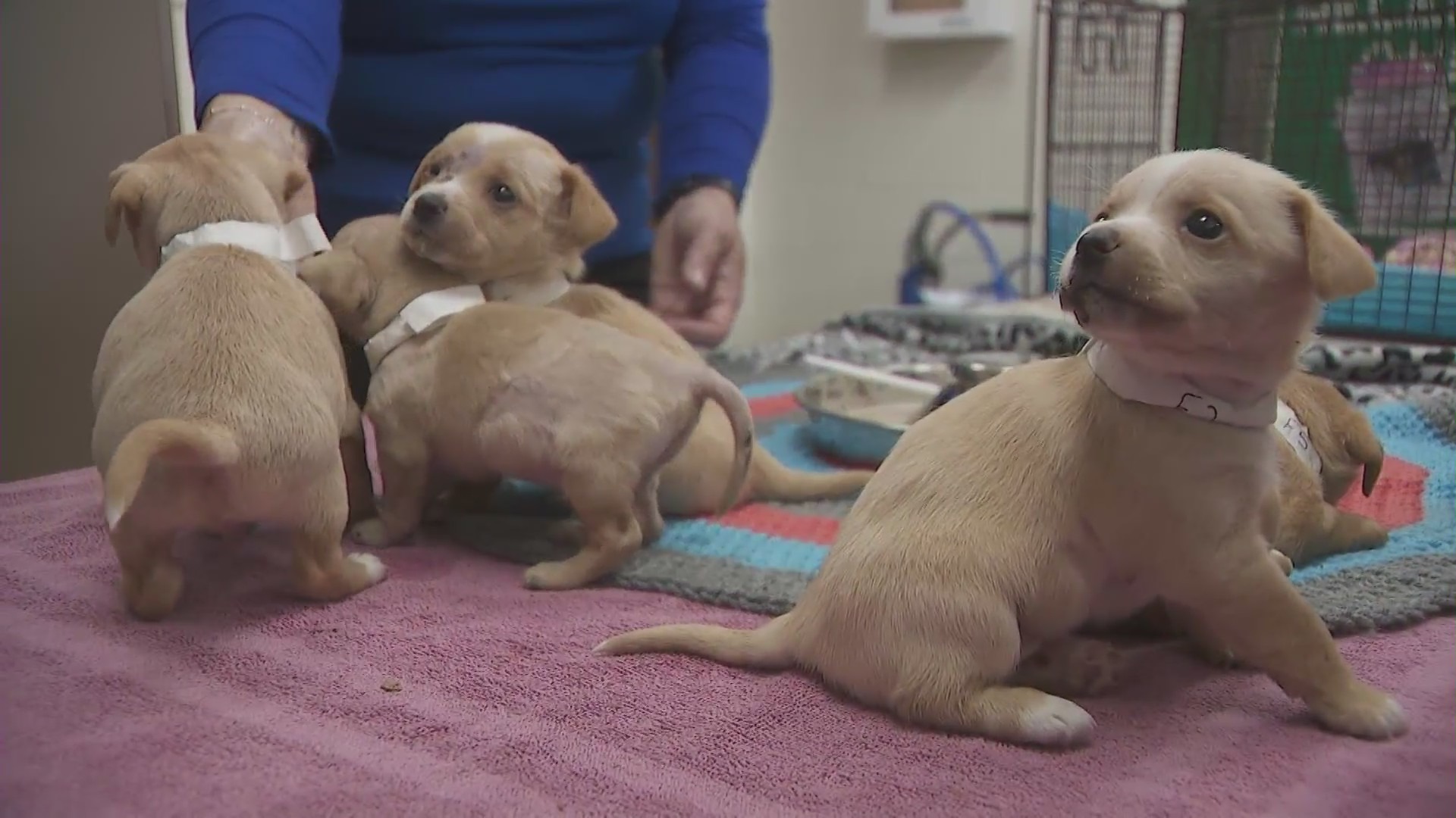 A litter of puppies was rescued from an encampment fire in San Bernardino on Feb. 29, 2024. (KTLA)