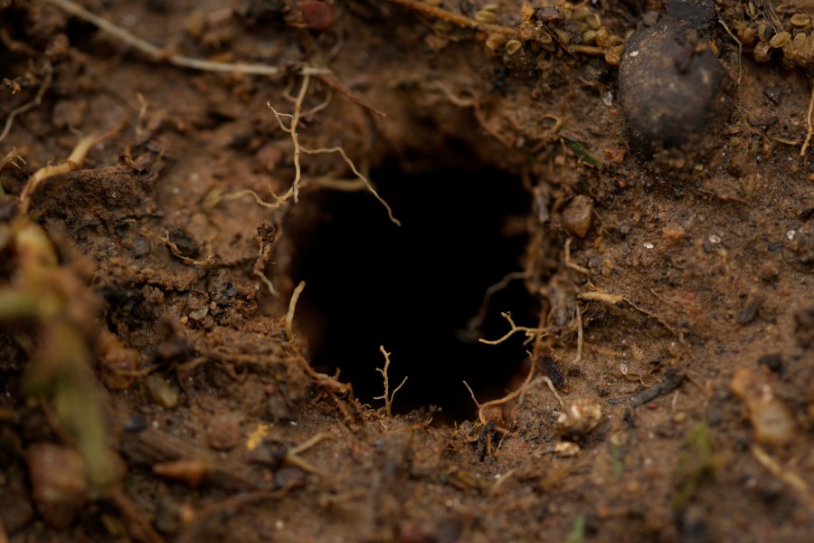 A cicada hole is seen in the soil after a heavy rain on the campus of Wesleyan College in Macon, Ga., Wednesday, March 27, 2024. Cicadas preemptively dig tunnels to the surface before they are ready to emerge. (AP Photo/Carolyn Kaster)