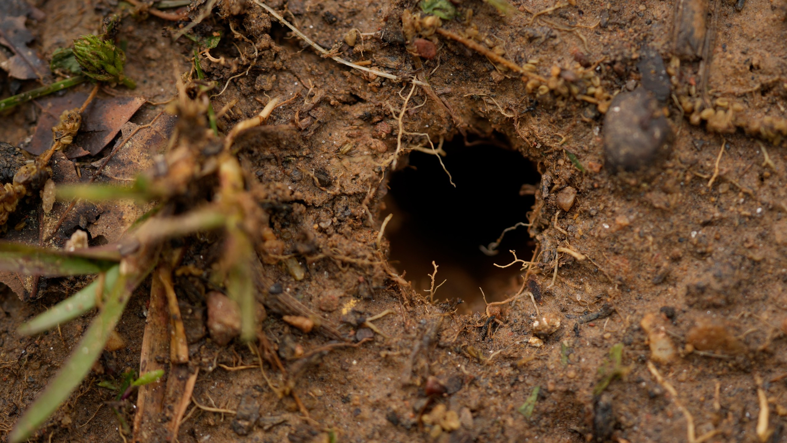 A cicada hole is visible in the soil after a heavy rain on the campus of Wesleyan College in Macon, Ga., Wednesday, March 27, 2024. Cicadas preemptively dig tunnels to the surface before they are ready to emerge. (AP Photo/Carolyn Kaster)