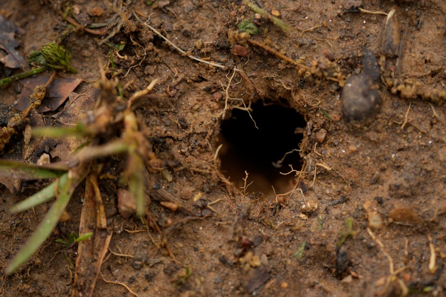 A cicada hole is visible in the soil after a heavy rain on the campus of Wesleyan College in Macon, Ga., Wednesday, March 27, 2024. Cicadas preemptively dig tunnels to the surface before they are ready to emerge. (AP Photo/Carolyn Kaster)