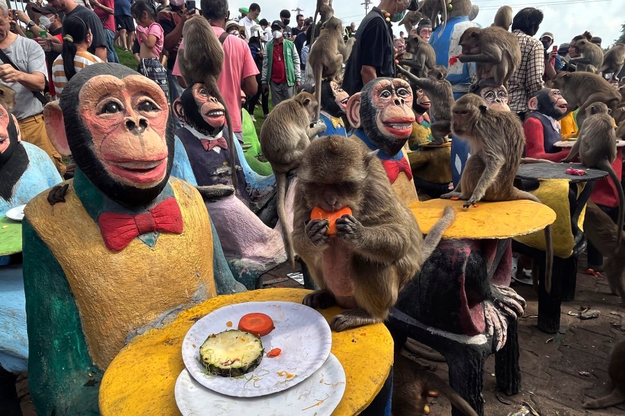 FILE - Monkeys eat fruit during a monkey feast festival in Lopburi province, Thailand. Sunday, Nov. 27, 2022. Thai wildlife officials laid out a plan on Wednesday, March 3, 2024, to bring peace to a central Thai town after at least a decade of human-monkey conflict. (AP Photo/Chalida EKvitthayavechnukul, File)