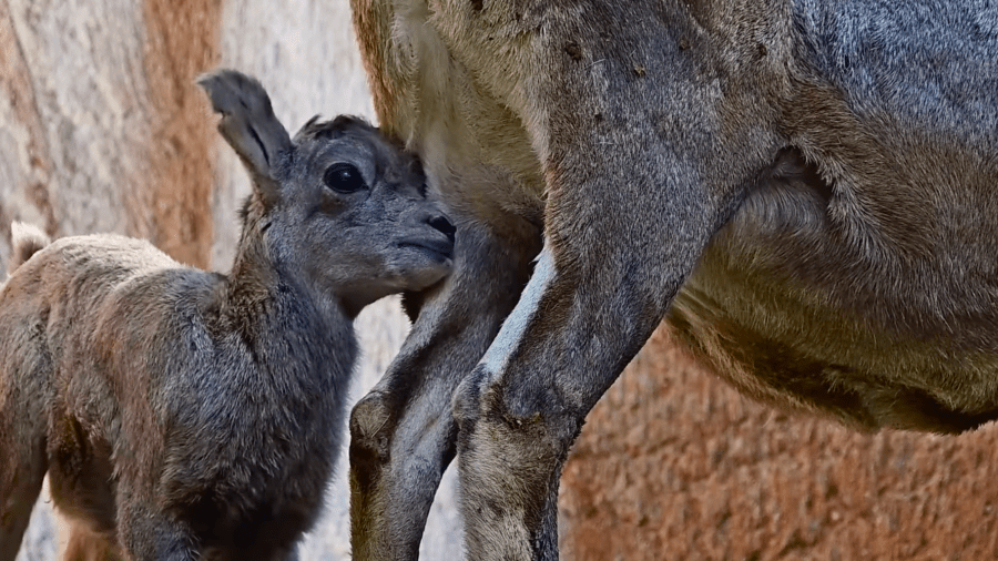 A bighorn sheep lamb is seen in an image taken from video provided by the Los Angeles Zoo via Facebook on April 18, 2024.