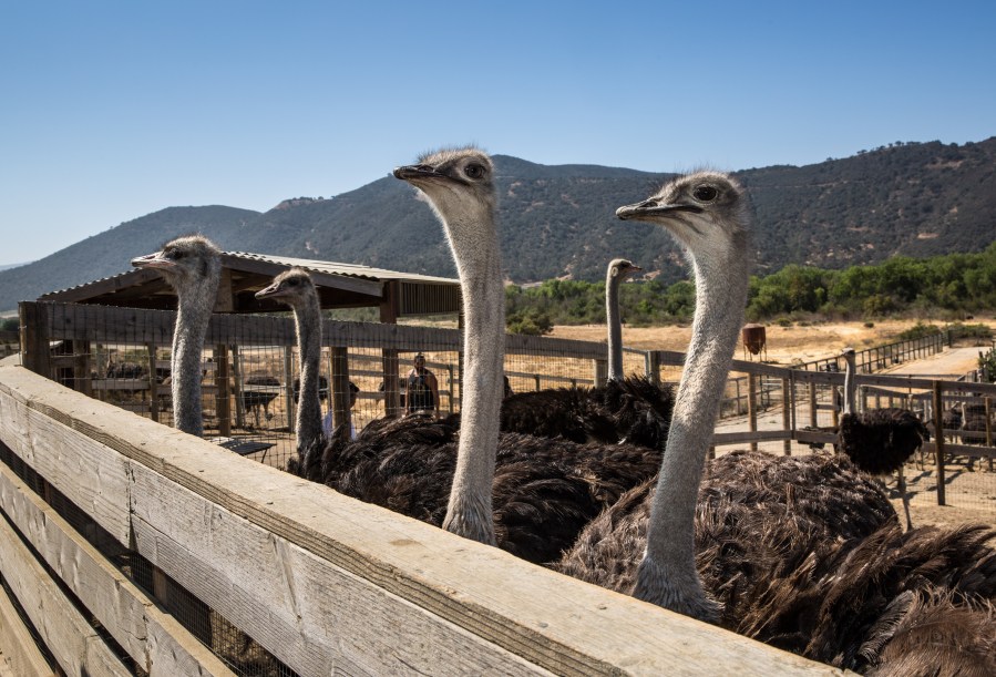 OstrichLand USA, a tourist destination located on Highway 246 between Buellton and Solvang, is a wildlife bird refuge for ostriches and emus as viewed on August 18, 2018, in Solvang, California. (Getty Images)