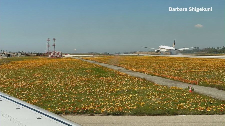 LAX Superbloom