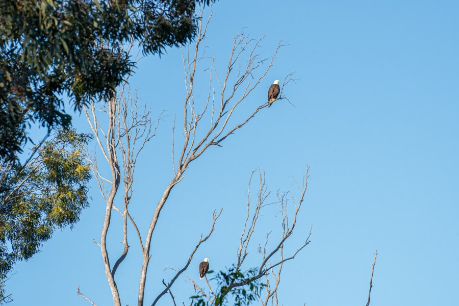 Lucy and Ricky, an eagle pair that has resided at Prado Wetlands for several years, sit in a tree in this undated photo. (OCWD)