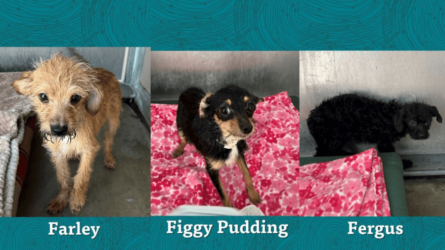 Several dogs available for adoption after being rescued from a hoarder. (City of Mission Viejo)