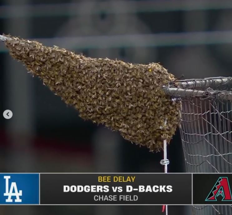 The start of Tuesday night's game at Chase Field was delayed after bees swarmed the top of the protective netting directly behind home plate. (L.A. Dodgers)