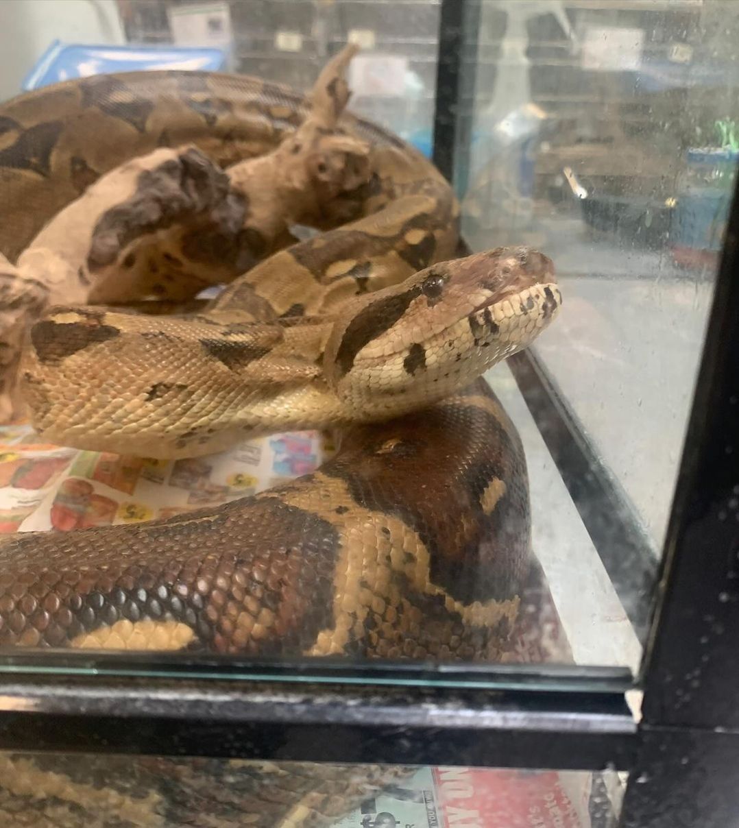 Photos shared by the County of Los Angeles Department of Animal Care and Control on Jan. 4 , 2024 show several of the animals removed from facilities associated with Compton Animal Rescue. The owner of the nonprofit was charged with animal cruelty on April 5, 2024.