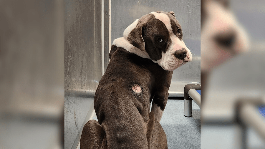 Photos shared by the County of Los Angeles Department of Animal Care and Control on Jan. 4 , 2024 show several of the animals removed from facilities associated with Compton Animal Rescue. The owner of the nonprofit was charged with animal cruelty on April 5, 2024.