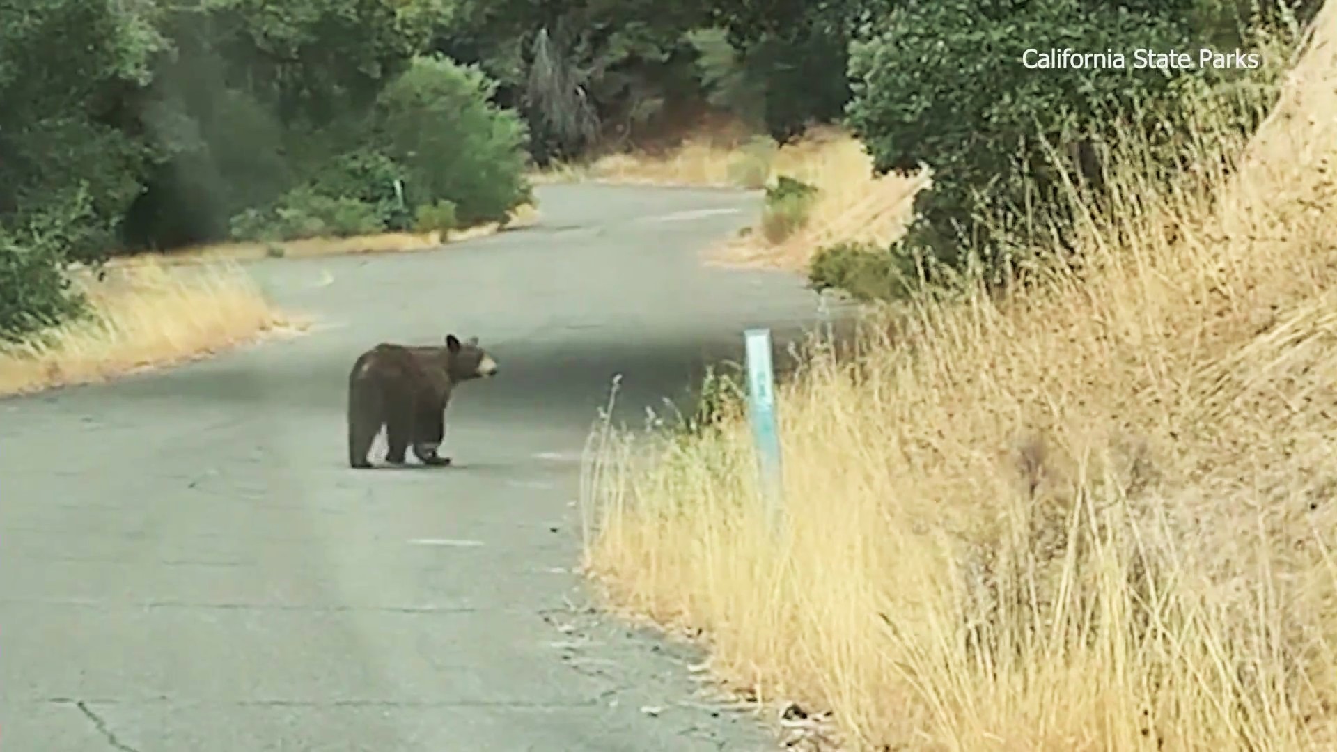 Young bear spotted roaming around Southern California campground. (California State Parks)