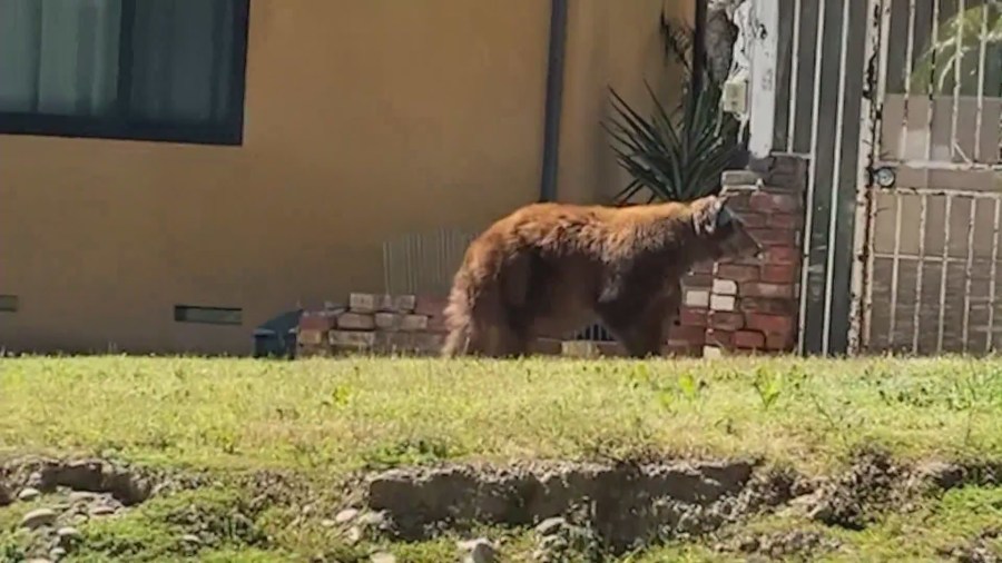 The bear seen roaming the front yard of a Burbank home. (Argishti Martirosyan)