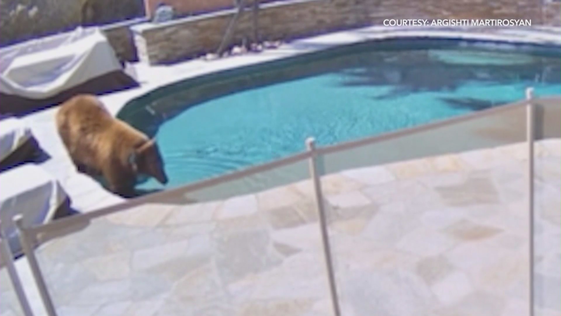 A large bear seen roaming around a backyard pool in Burbank on April 9, 2024. (Argishti Martirosyan)